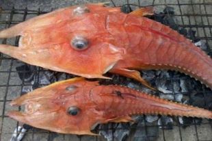 Бронированный морской робин