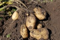 Заготавливая осенью картошку для будущей посадки, огородники берут клубни среднего размера с кустов, где преобладают крупные картофелины.