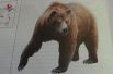 Медведь бурый. Этот «краснокнижный» хищник обычно обитает в лесах на севере республики, но иногда его встречают в Верхнеуслонском, Тетюшском, Высокогорском и Зеленодольском районах. С конца XX века происходит устойчивый рост численности: в Татарстане постоянно обитает до 90 особей. Однако много медведей гибнут в первые годы жизни и на дорогах. 