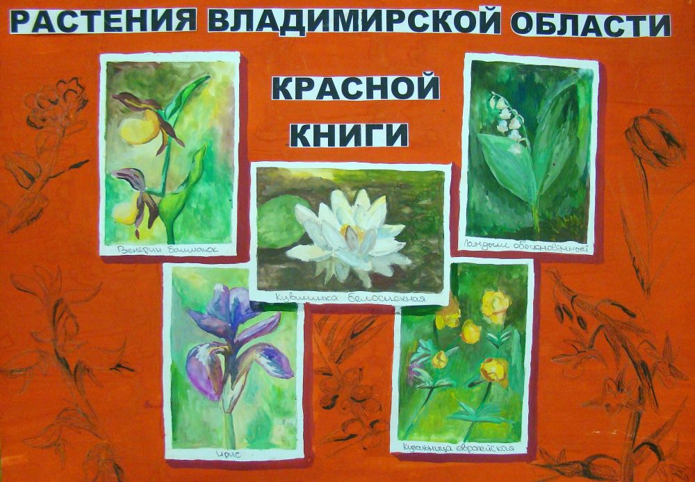 «Растения Владимирского края»