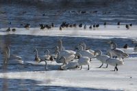 Птицы на Халактырском озере. 