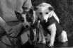 19 августа 1960 года состоялся космический полет «Спутника-5», на борту которого находились собаки Белка и Стрелка. Полёт продолжался более 25 часов, за это время корабль совершил 17 полных витков вокруг Земли. Животные вернулись на Землю невредимыми и сразу же стали всеобщими любимицами.