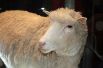 Долли — самая известная овца в истории науки. Она стала первым млекопитающим, клонированным путём пересадки ядра клетки-донора в отдельную яйцеклетку. Долли стала генетической копией овцы-донора, и этот эксперимент назвали прорывом.