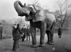 Джамбо — первый слон, содержавшийся в зоопарке и цирке. Он был пойман годовалым слонёнком в 1862 году в Африке. В течение шестнадцати лет Джамбо был главным аттракционом Лондонского зоопарка: к восторгу малолетних посетителей, он охотно катал их у себя на спине. Затем слона продали в цирк американского антрепренёра и шоумена Финеаса Тейлора Барнума, где он погиб в результате несчастного случая на железной дороге.