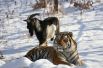 Обитатели приморского сафари-парка тигр Амур и козёл Тимур прославились в 2015 году. Козла привели на съедение тигру, но тот дал ему отпор, после чего животные подружились. Однако позже между приятелями произошла стычка, и козёл был серьезно травмирован. Теперь приятели видятся исключительно через забор.