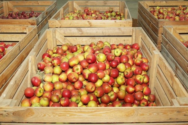 В Калининград из Боснии не пустили почти 20 тонн яблок.