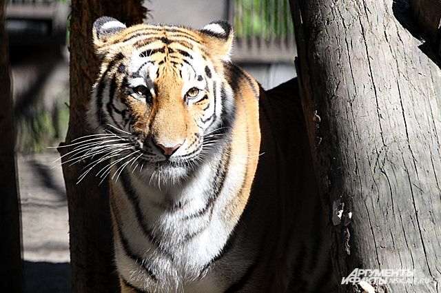 В Новосибирском зоопарке живет около 770 видов животных