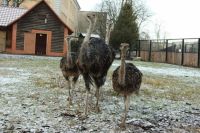 В зоопарке Калининграда на виду у посетителей умер молодой страус.