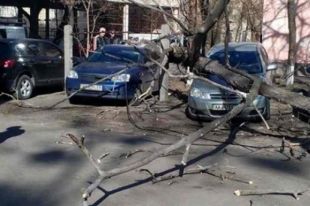В «Киевзеленстрое» сказали, что техники, чтобы убрать это дерево, у них нет