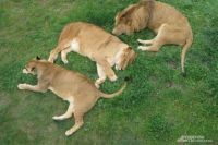 Обитатели парка львов «Тайган»