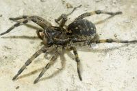 Укус южнорусского тарантула болезненный, но не смертельный.