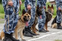 Полицейские из 12 областей Украины вместе со служебными собаками прибыли в кинологический центр полиции Киевской обл.
