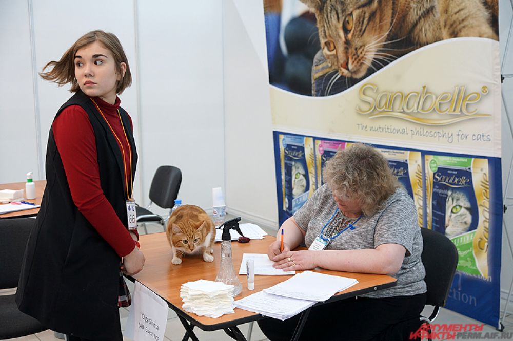 Кошки продемонстрируют красоту, ум и грацию судьям международного уровня.