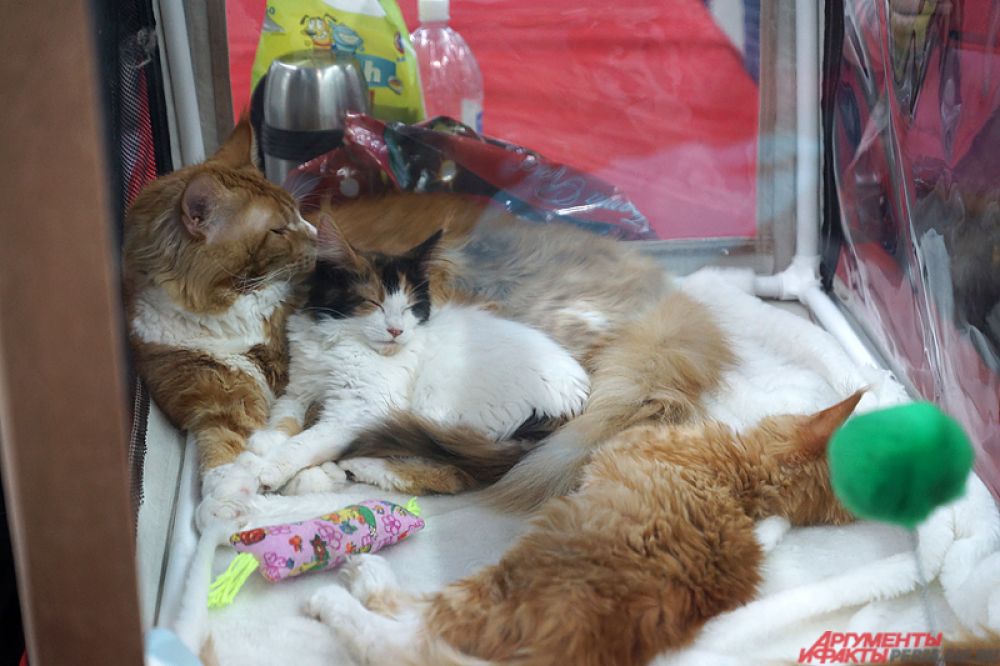 Многие кошки дремали в своих прозрачных коробках.
