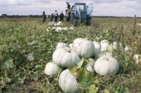 аграрии Викуловского района планируют засеять более 33 тыс. га зерновыми и кормовыми культурами