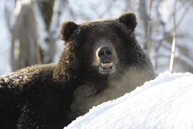 В Губкинском очевидцы сняли, как мужчина пытается сесть верхом на медведя.