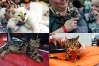 На сегодняшний день официально признаны и зарегистрированы около сотни кошачьих пород, а их разновидностей – более 700.