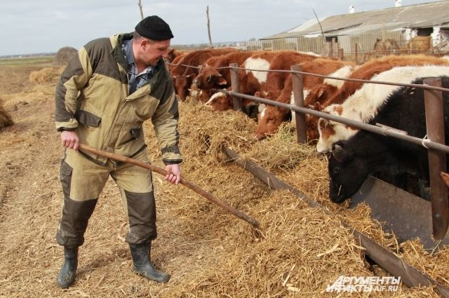 В селе Новый Егорлык выращивают отечественных коров.
