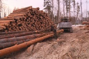 Сумма ущерба, который нанёс черный лесоруб в Ермаковском районе, составила около 200 тысяч рублей.
