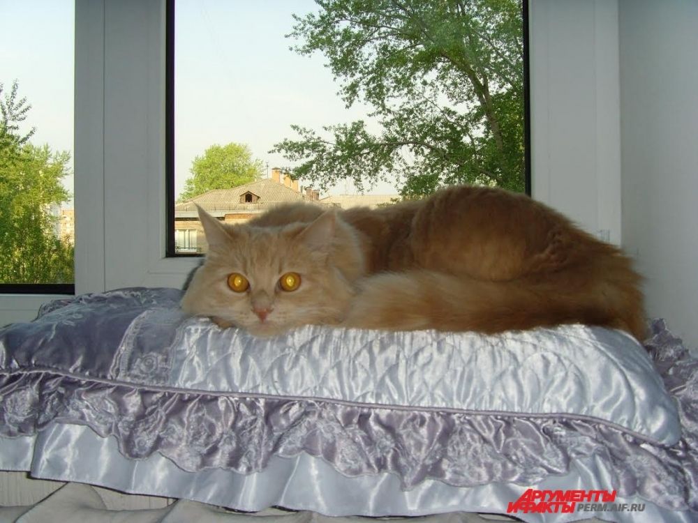 Участник №14. Кошка Алиса