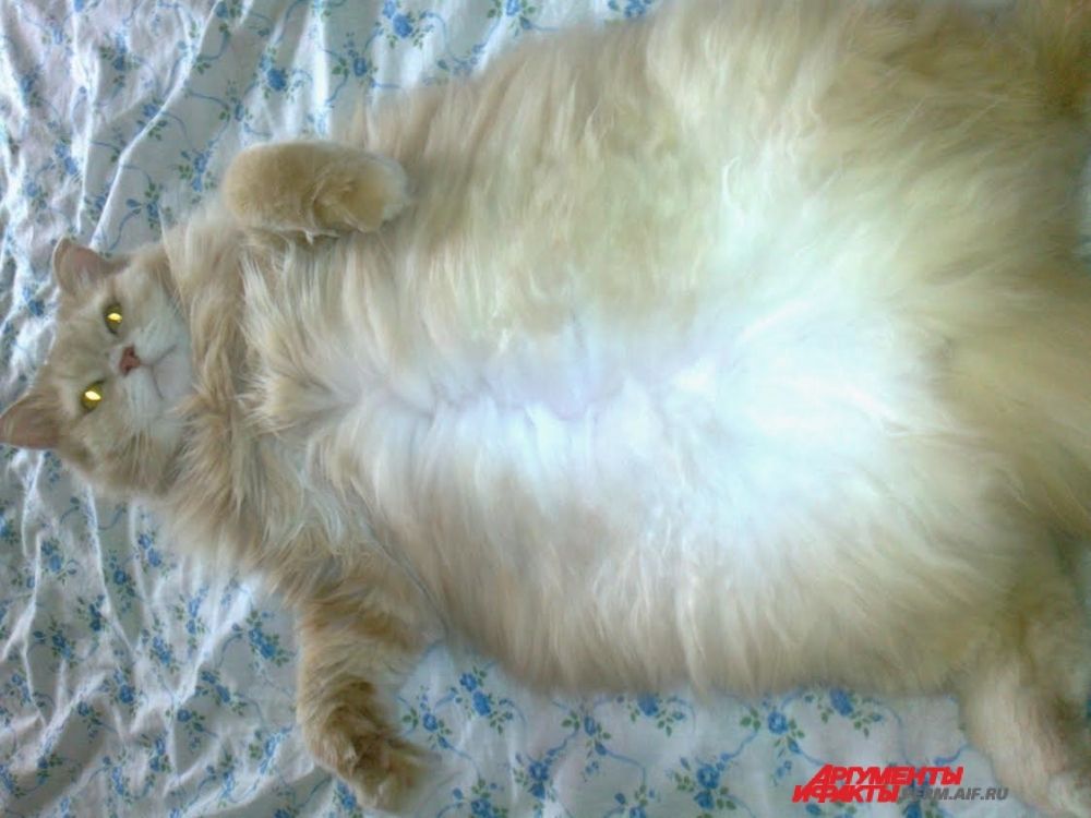 Участник №10. Кота зовут Тимофей Сергеевич