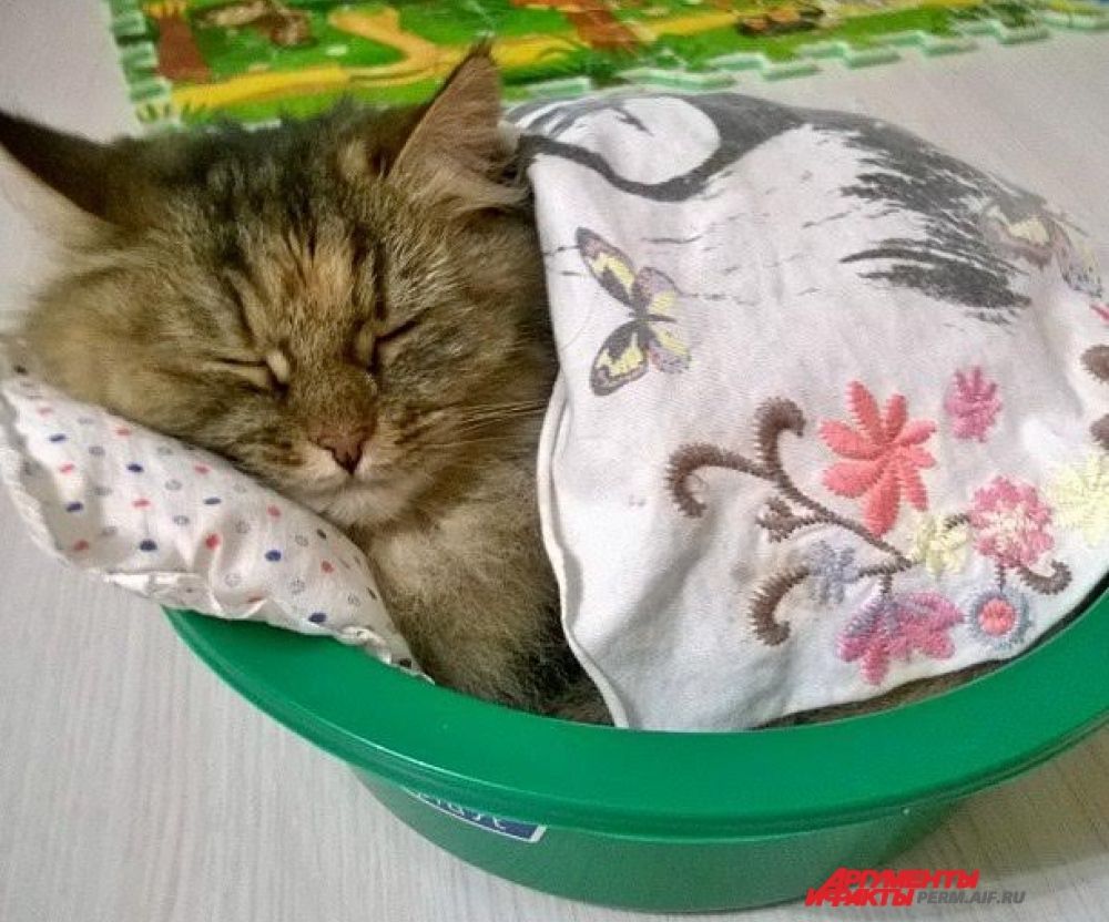 Учакстник № 20. Кошка Маруся