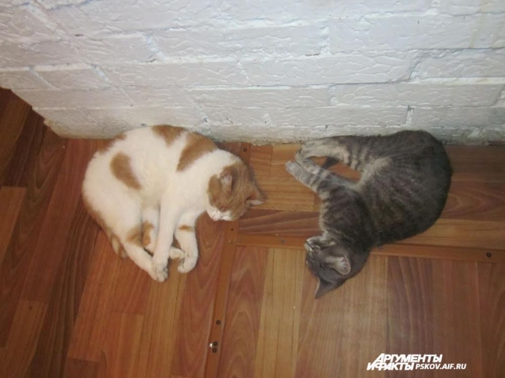 Участник № 6. Кот Пушок и кошка Муся