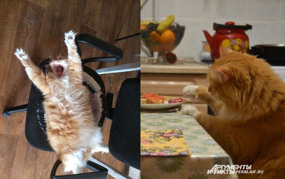 Участник № 5. Кот Мурзик
