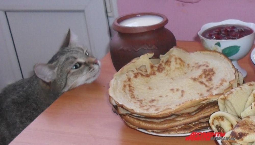 Участник № 15. «Зарумянился блинок, молока к блинам нальют, вот и котик тут как тут»