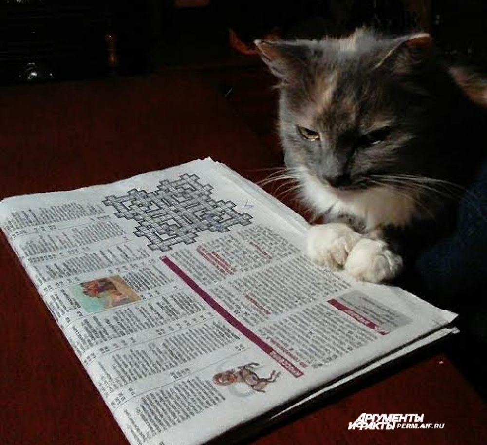 Кот Стеша
