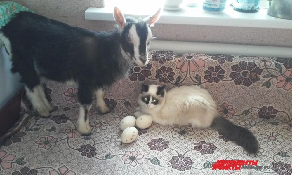 Участник № 18. Мои любимцы: Козочка «СИМА» и котенок «Сима»