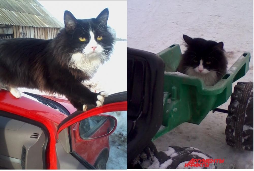 Участник № 32. Котофей приглашает покататься!