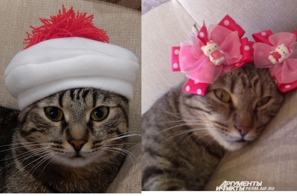 Кот Степан