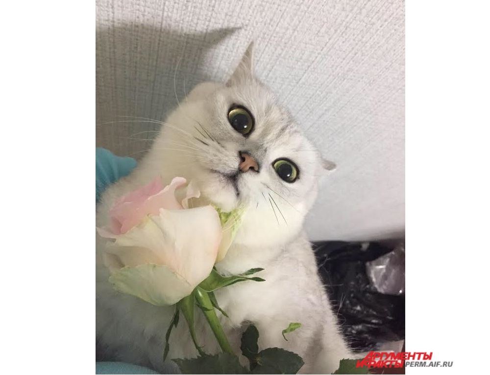 Участник № 43. Кот Мурзик