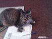 Участник № 14. Кошка Дуся любит перелистывать книги, журналы, да и деловые бумаги