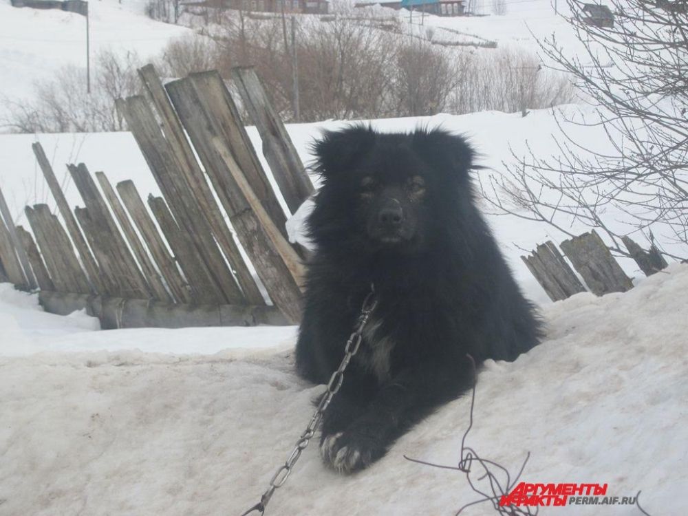 Участник № 8. Собака Джек