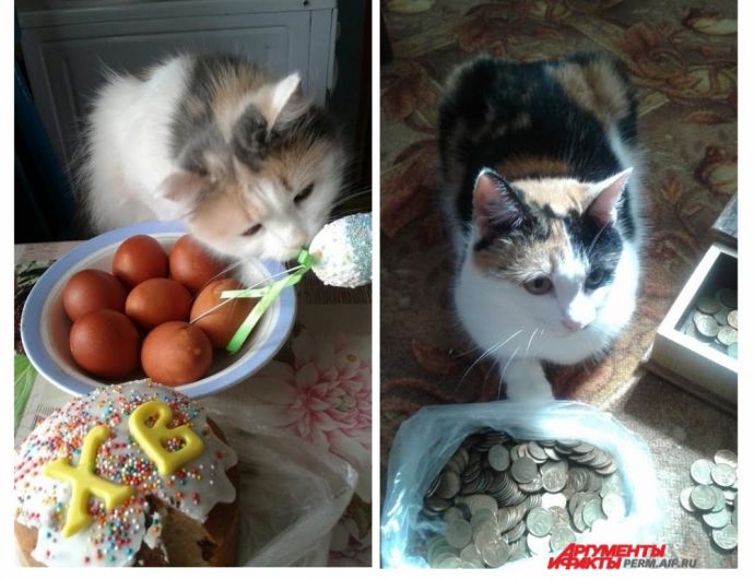 Участник № 41. Кошка Маруся: «А это вкусно?», кошка Ефросинья: «А на сосиски хватит?»