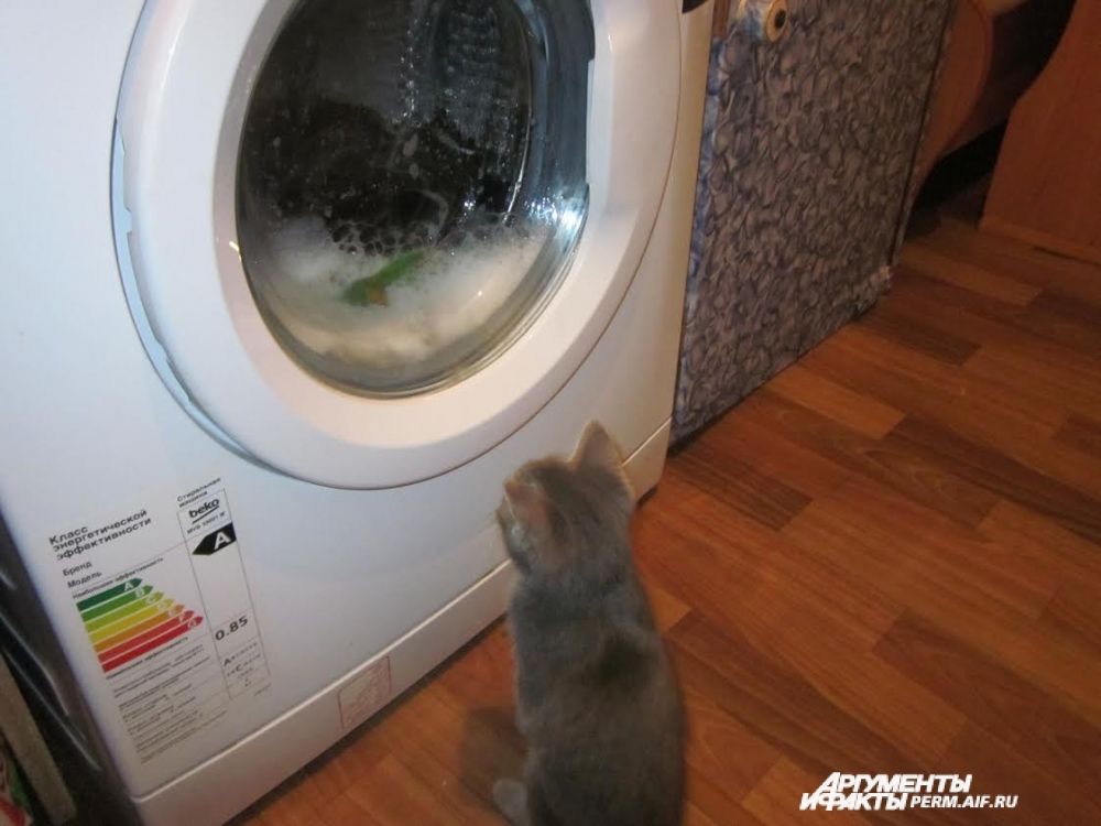 Участник № 16. Кот Пушок