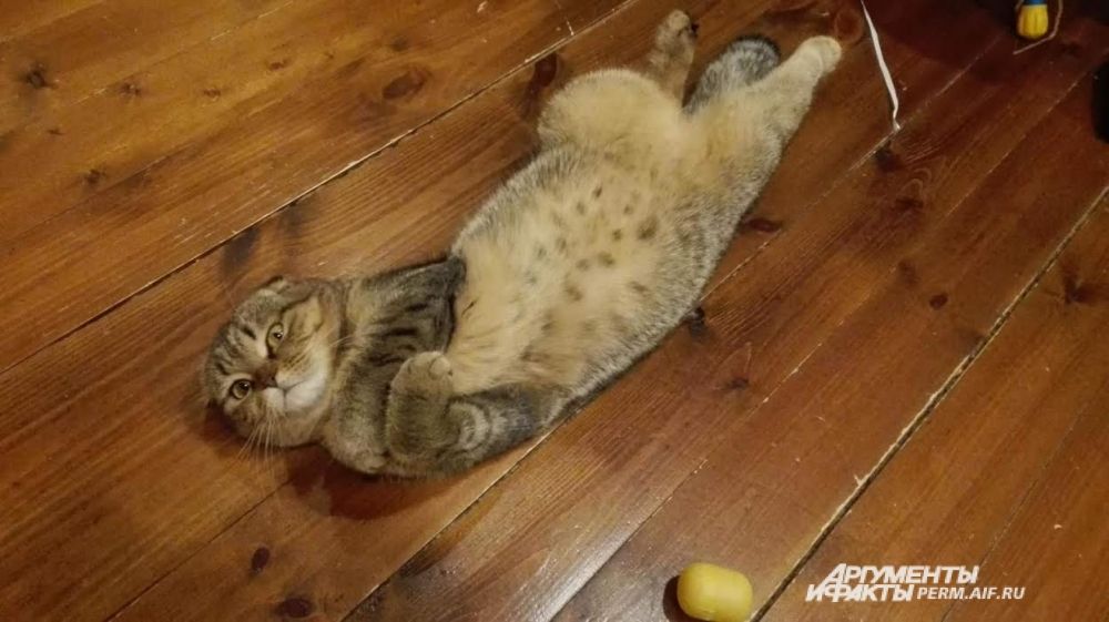 Участник № 3. Кошка Холли: «Ну чего уставились? Не видите отдыхаю!»