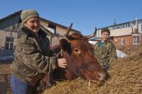 Корову Варю семья Булатбаевых купила на средства областного бюджета. 