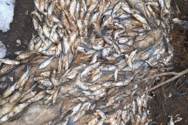 Погибло рыбы на сотни килограммов