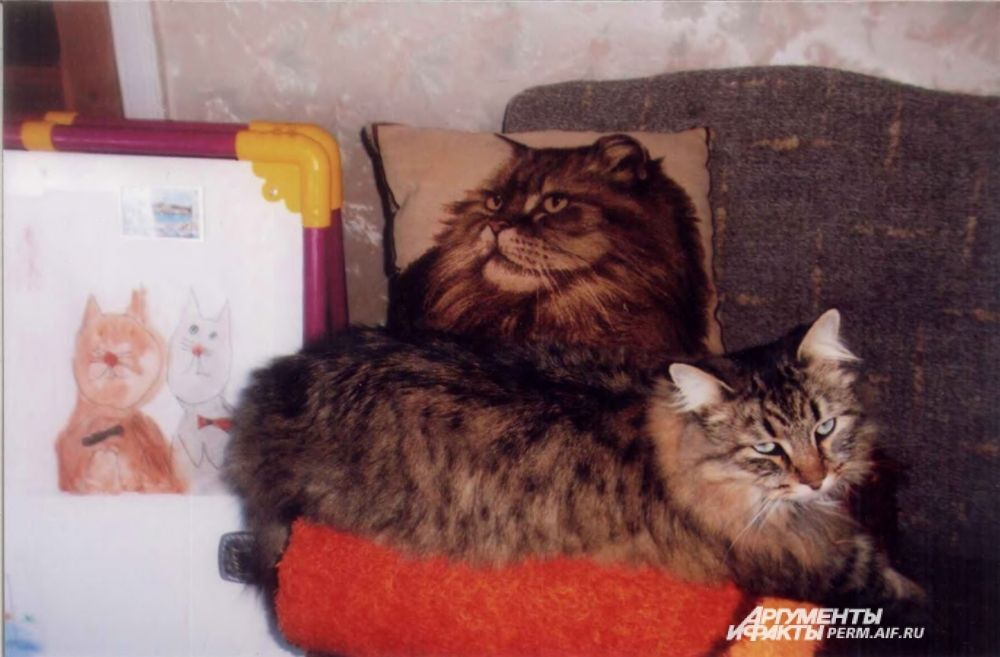 Участник № 22. Кот Силантий - фотомодель