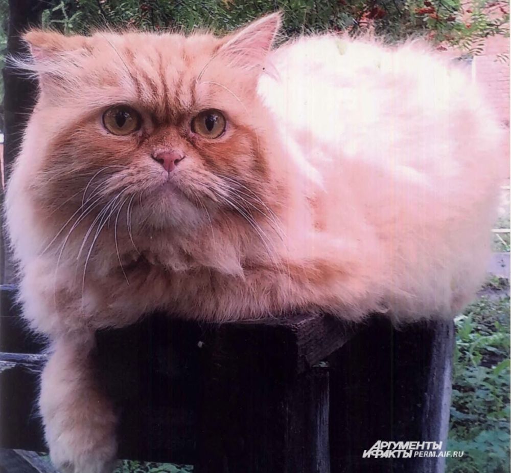 Участник № 48. Кот Вася