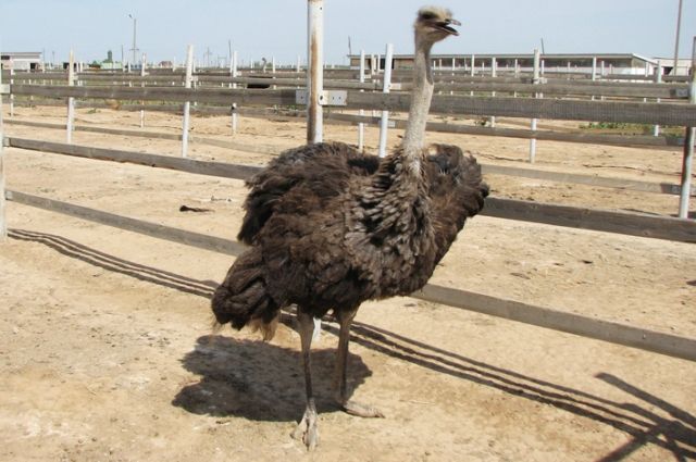 Тюменских подростков учат выбирать правильную скорость на примере страусов