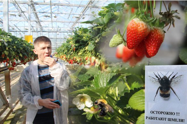 Ведущий агроном по защите растений Владимир Сергеев с удовольствием дегустирует тепличную землянику. Шмели её тоже уважают, но только на стадии цветов.
