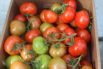 Первый урожай томатов снимают в третьей декаде марта.
