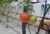 А это местные томаты.