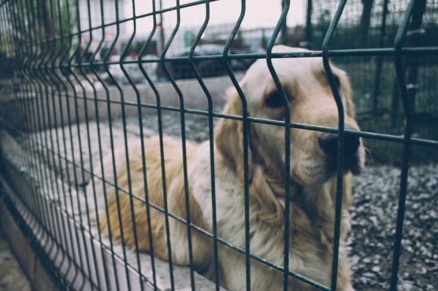 В Оренбурге полицейские и волонтеры спасли от смерти 26 запертых собак