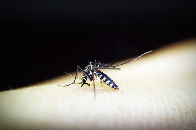 В Новосибирске первые комары появятся во второй декаде мая
