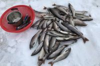В Надымском районе выброшенный рыбаками малек покрыл берег водоема. 
